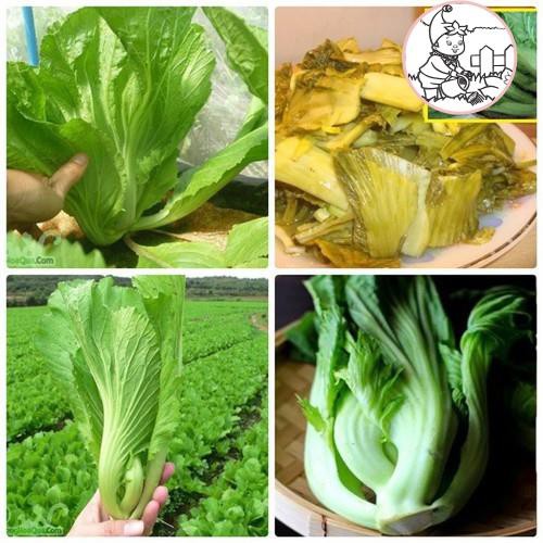 Hạt cải bẹ dưa - gói 10 gram