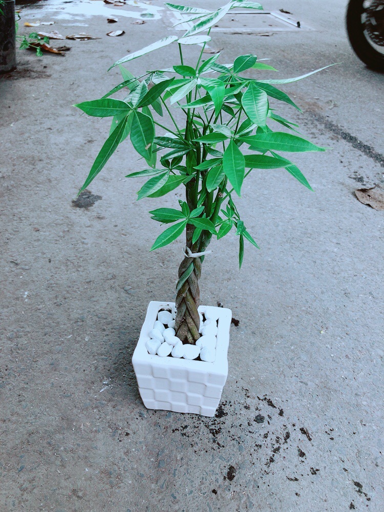 Chậu Kim Ngân Thắt Bính