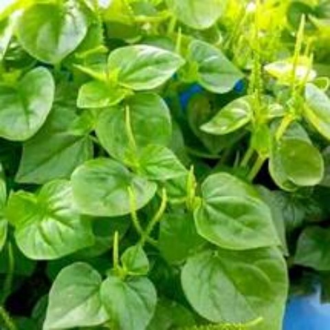 Bộ 2 Túi Hạt Giống Rau Càng Cua F1. Mỗi Túi 0,5 Gram - Giàu dinh dưỡng.