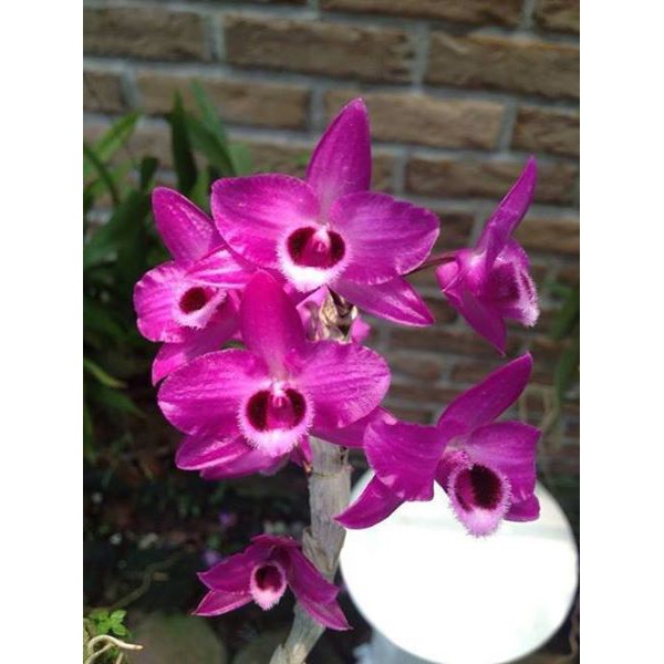 hoa lan trầm rồng đỏ 2 thân trồng trong chậu phi 14