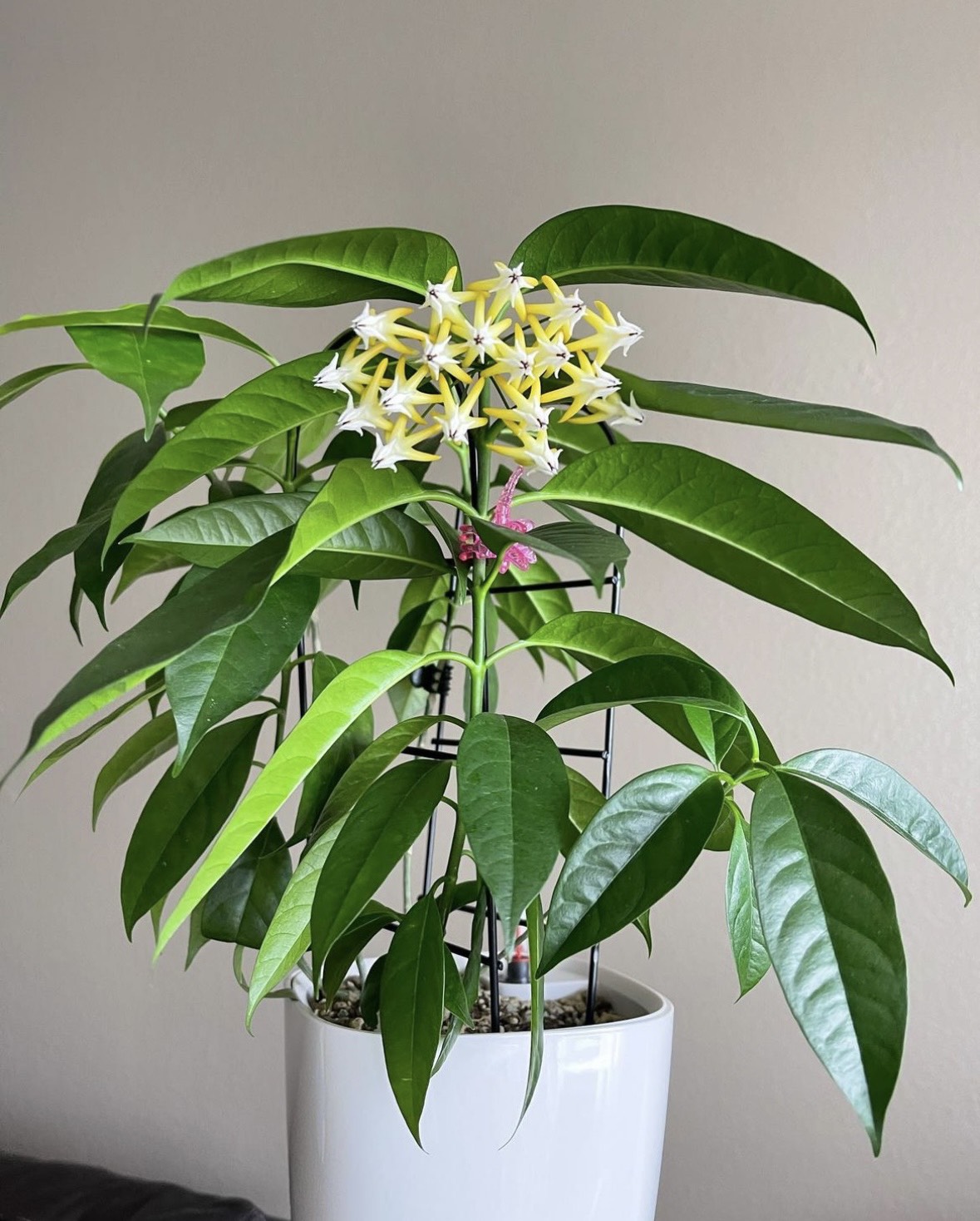 Cẩm cù Hoya Multiflora - Cẩm cù hỏa tiễn
