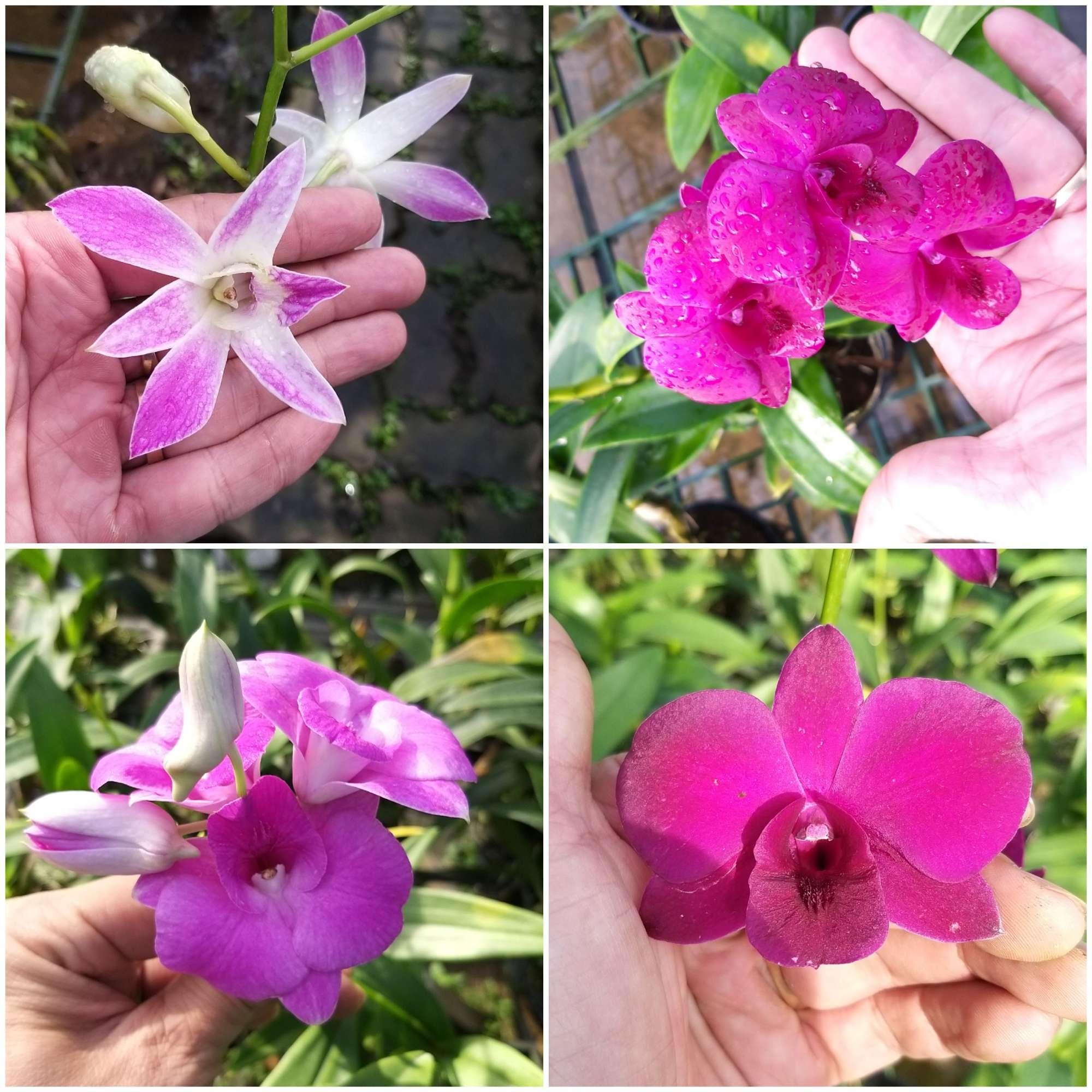 Combo hoa lan Dendro màu, nắng, mini.