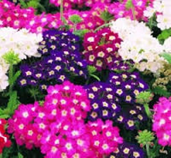 [HCM]Gói 0.5gr hạt giống hoa mã tiên nhiều màu Verbena Hybrida