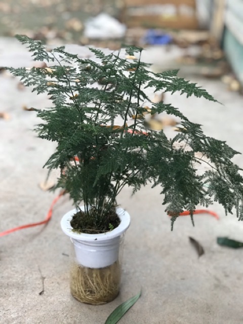 Chậu Cây Thuỷ Tùng Thuỷ Canh