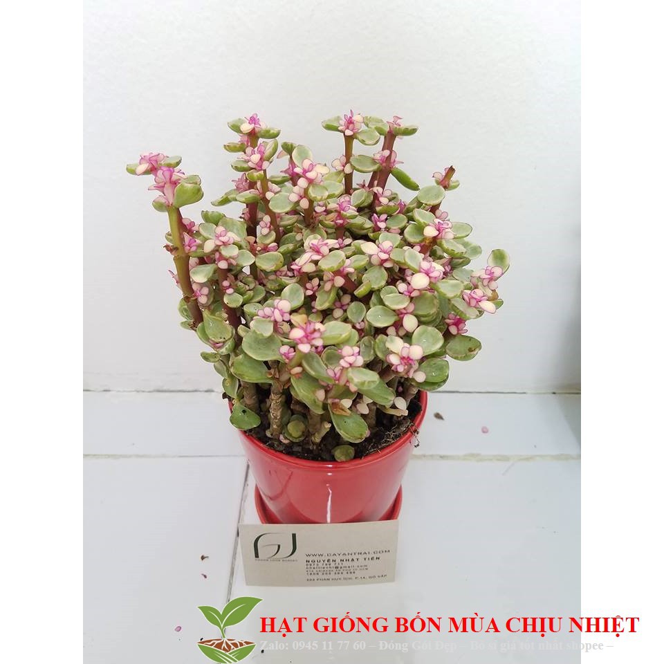 281A Hạt Giiống 10 Hạt Sen Đá Anh Đào