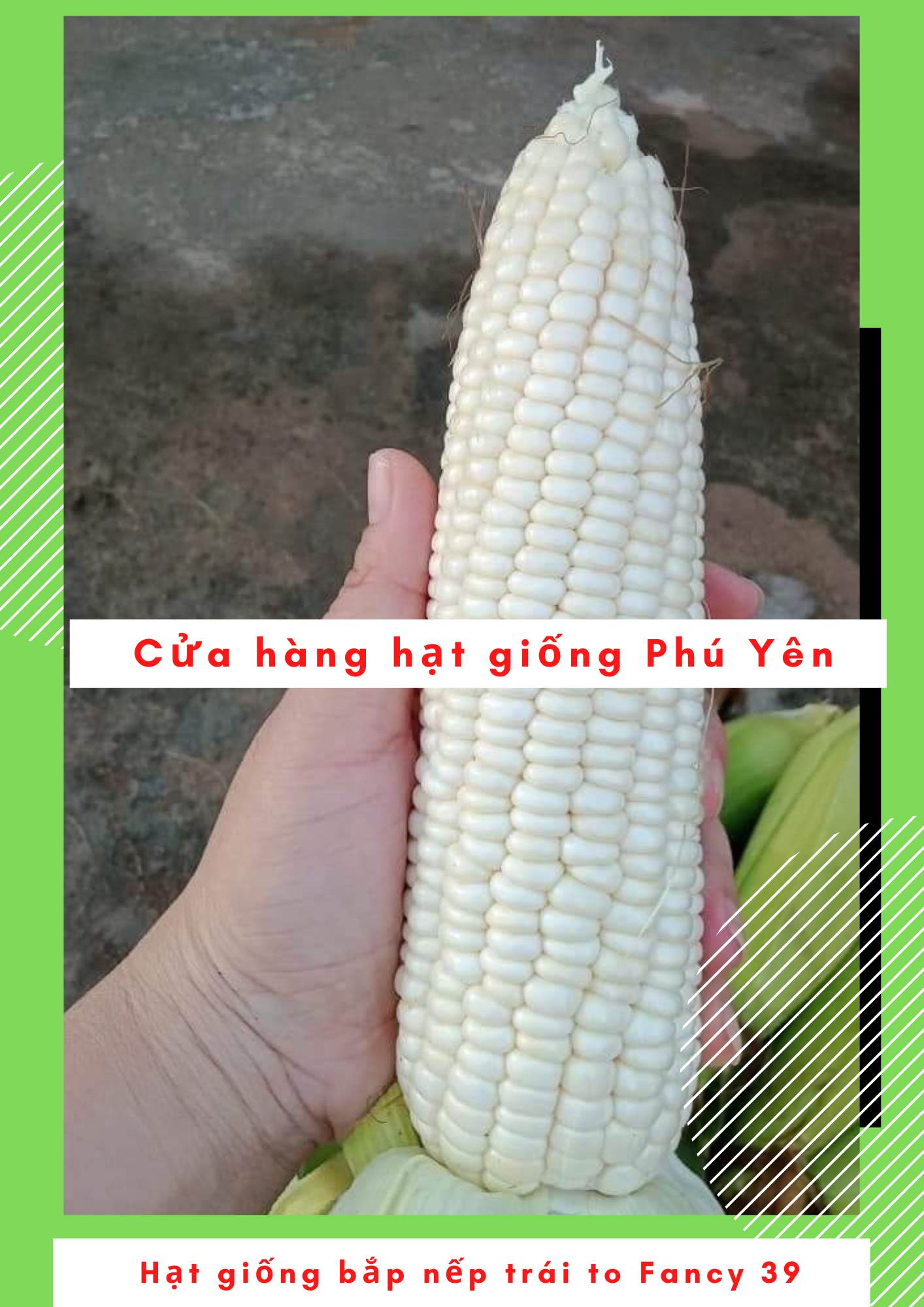 2kg Hạt giống bắp nếp Thái Lan Fancy 39 trái to năng suất cao