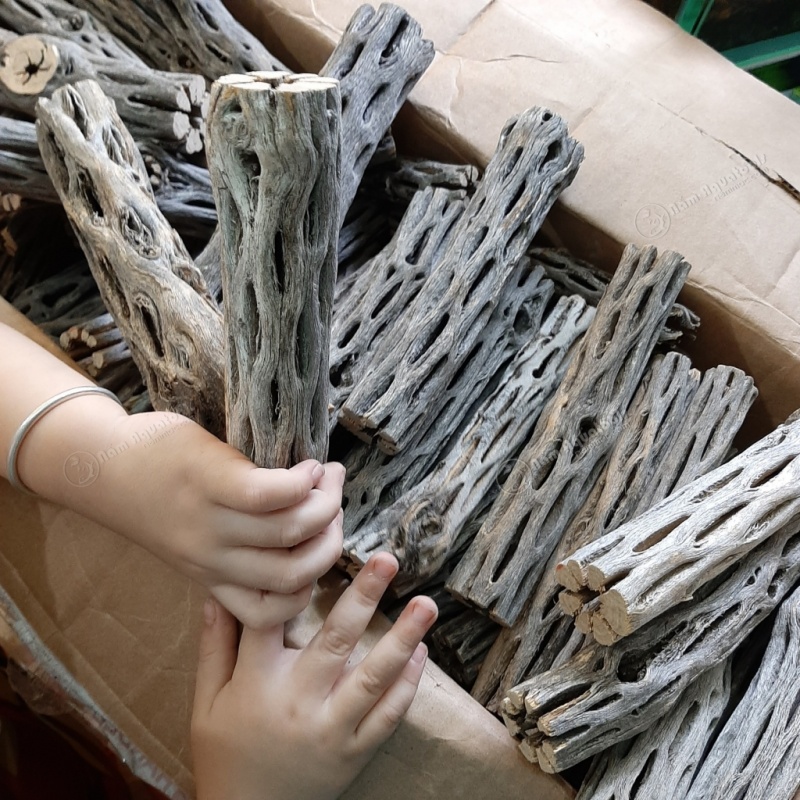 Lũa Cholla Chuyên Cho Tép Cảnh