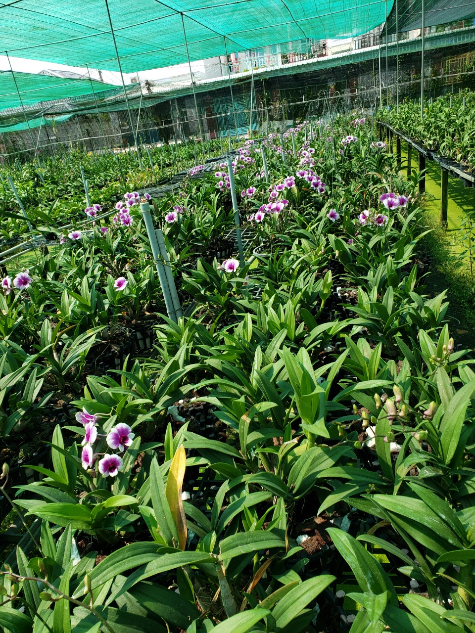 Combo 2 chậu hoa lan Yaya F16