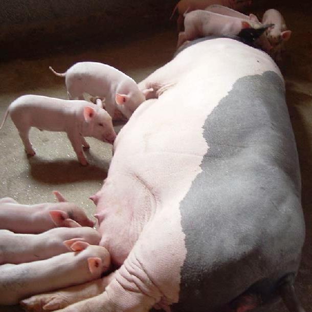 NOVA SUPER MILK SỮA BỘT CUNG CẤP CHO HEO CON
