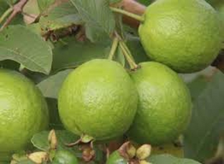 ỔI TỨ QUÝ (ỔI GĂNG, ỔI ĐÔNG DƯ)