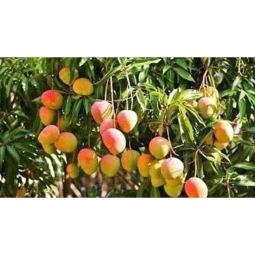 Cây Xoài Úc Giống (ghép siêu sớm) (cây giống bảo hành )