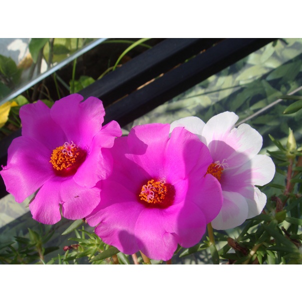 Cây Mười giờ Mỹ (10h Mỹ) cánh đơn
