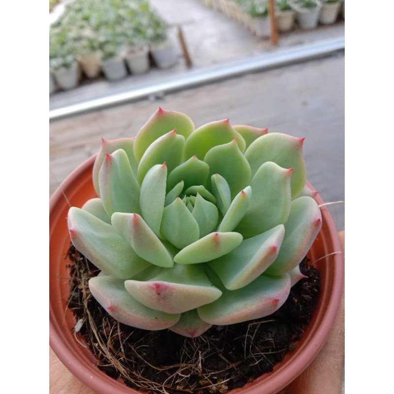 Sen Đá Bánh Bao Lửa, Xuất Xứ Đà Lạt, Lỗi 1 Đổi 1 ❣