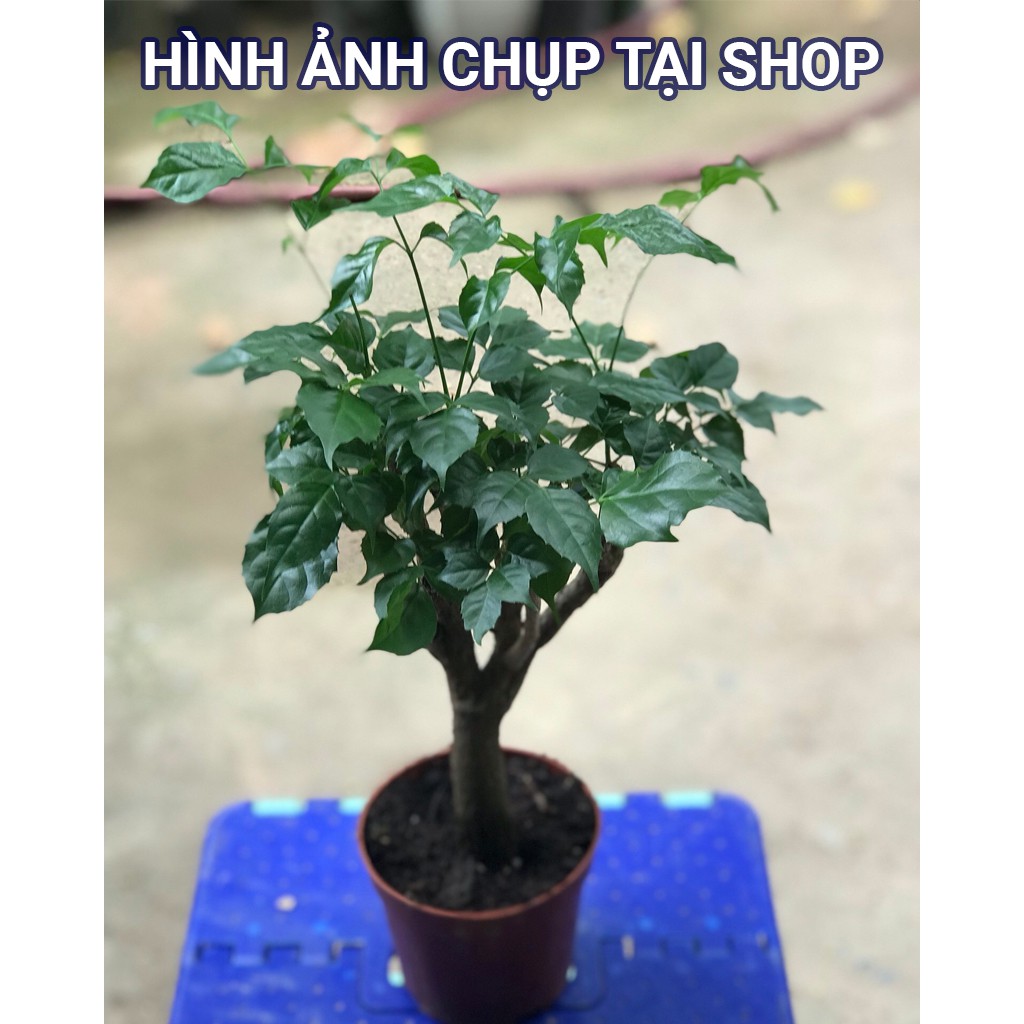 (shop uy tín vàng) Cây Hạnh Phúc Thân Gỗ