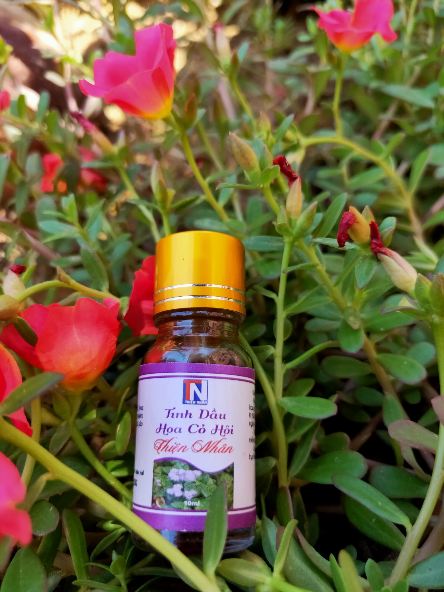 Tinh dầu hoa cỏ hôi( hoa ngũ sắc) Thái Thiện ( Thiện Nhân) 10ml