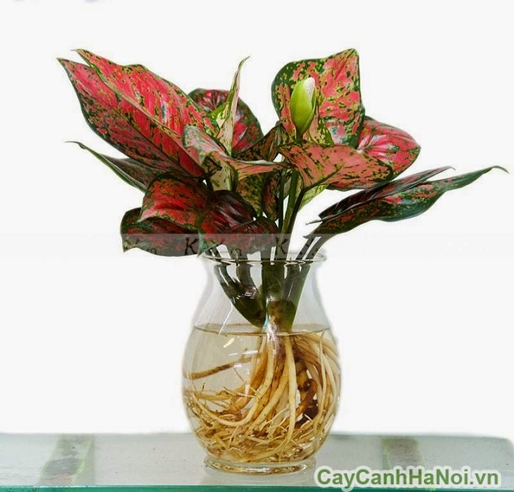 Cây như ý ( cây vạn lộc, cây thịnh vượng)- cây phong thủy, cây để bàn