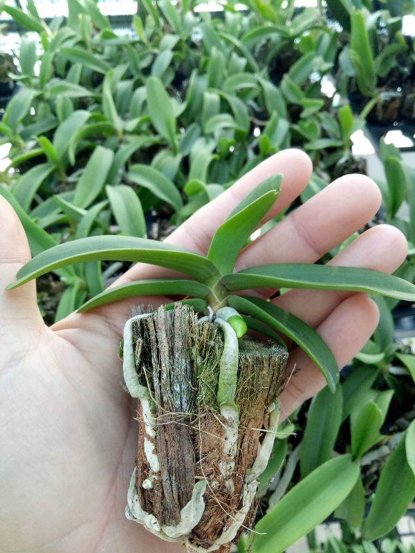 combo 10 đai trâu giống đủ màu