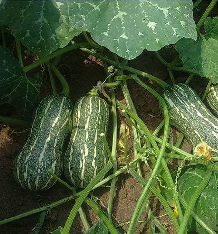 Hạt Giống Bí Hạt Đậu - Bí Đỏ Hạt Đậu ( 1 gói 10 hạt ) - VTNN2