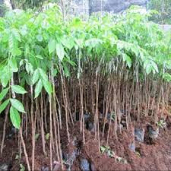 cây giống trám đen siêu quả