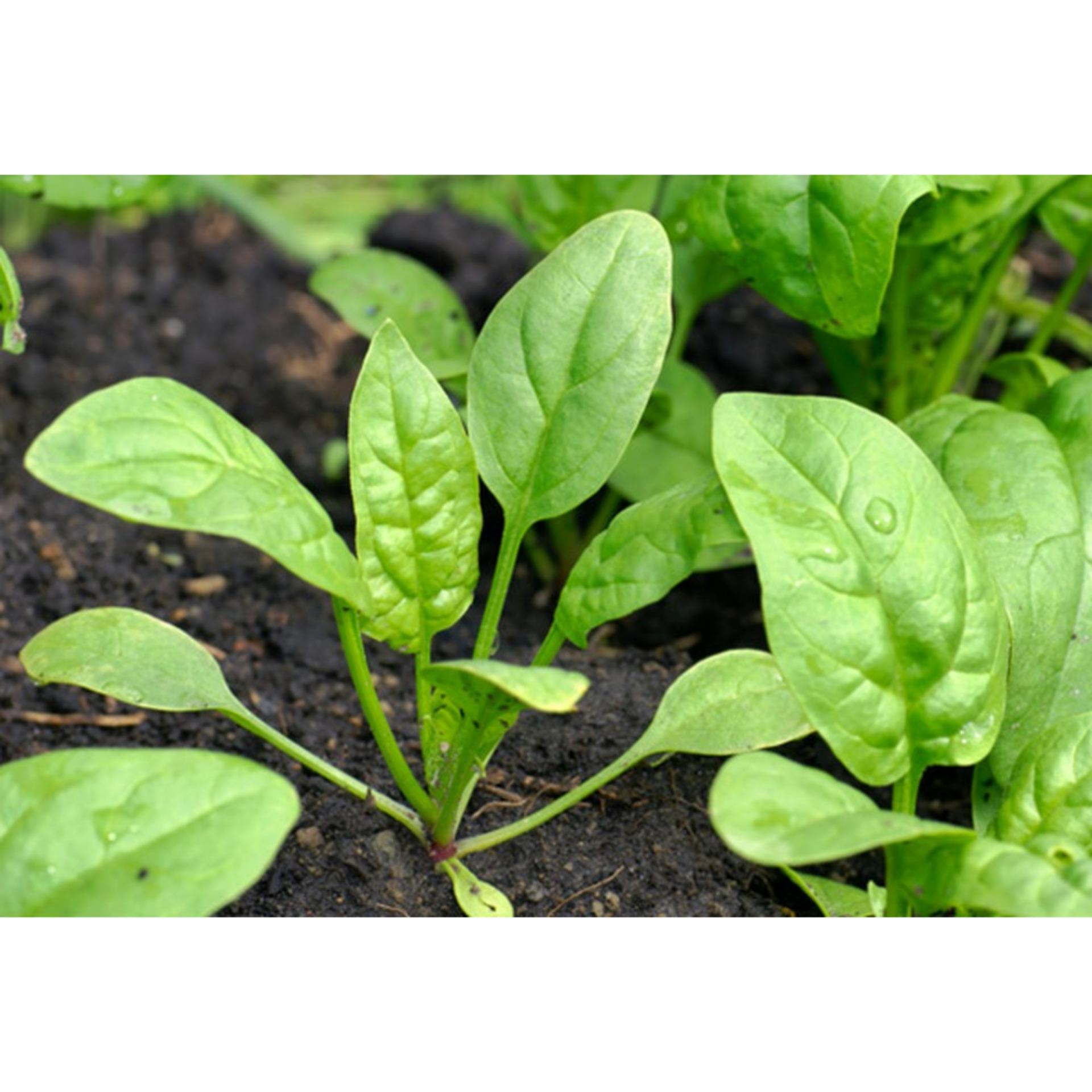10g Hạt giống Cải bó xôi