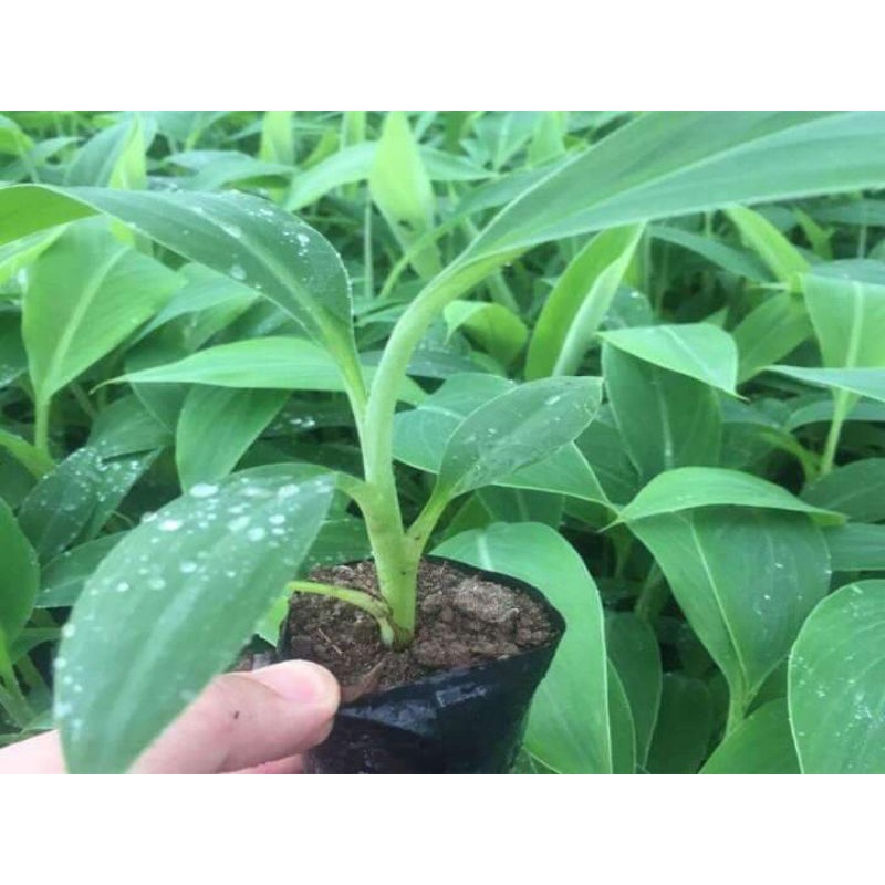 CÂY GIỐNG CHUỐI SÁP NGHỆ SIÊU SỚM (8 THÁNG CHO TRÁI,) (cây giống bảo hành )
