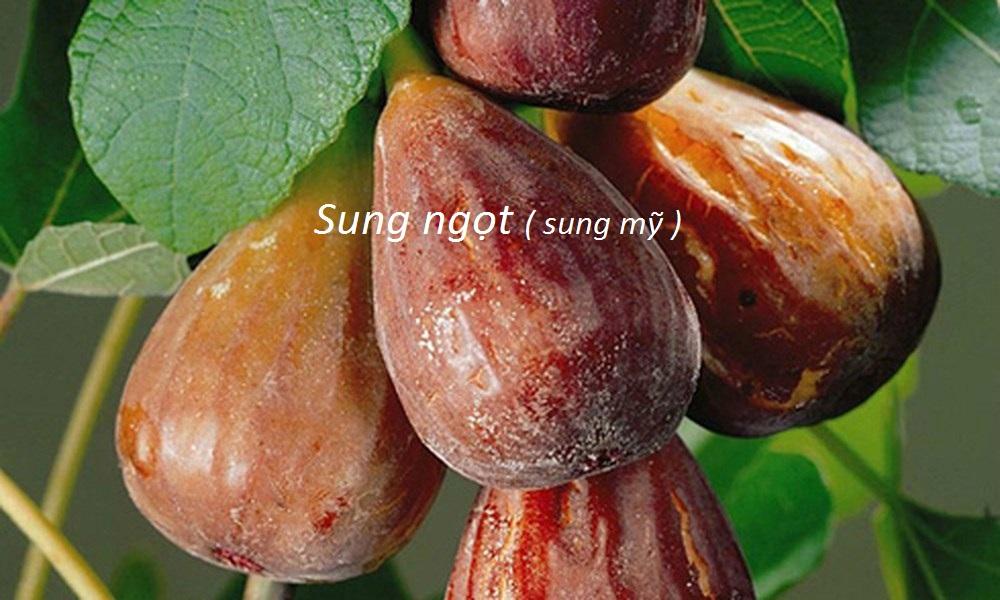 COM BO 20 GÓI HẠT SUNG MỸ - SUNG NGỌT ( GÓI 20 HẠT )