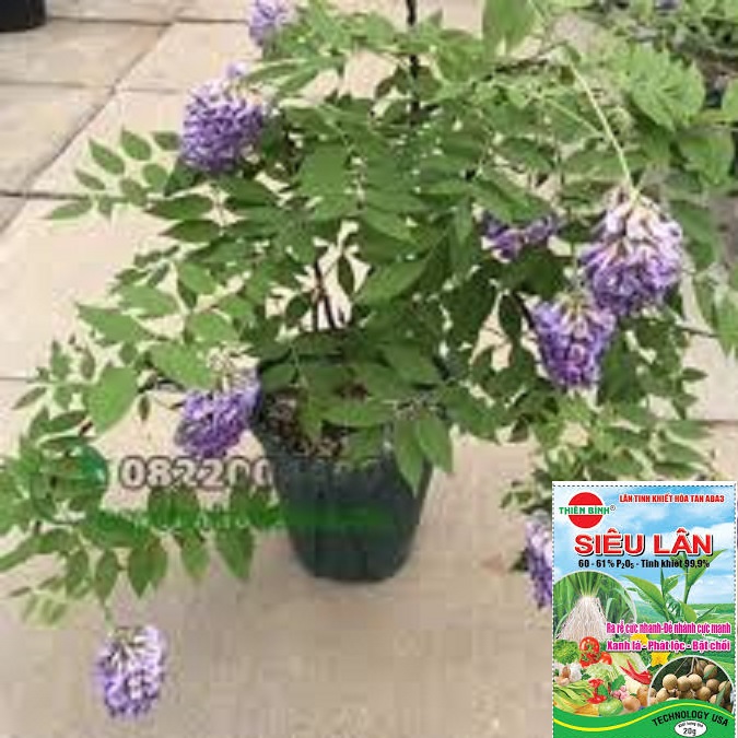 cây giống hoa tử đằng thân gỗ siêu đẹp, siêu hoa, cam kết giống chuẩn