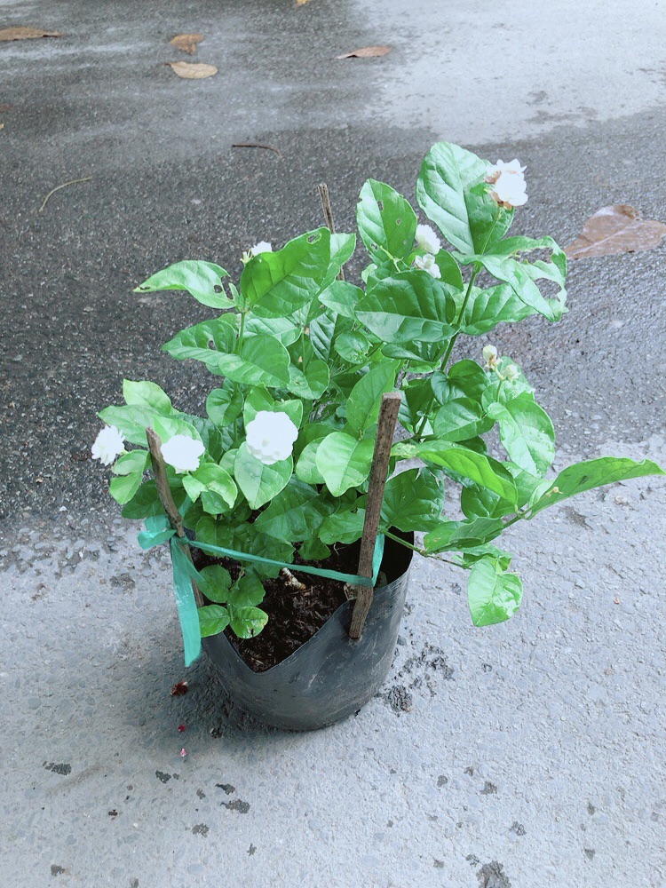 Hoa Nhài Thơm