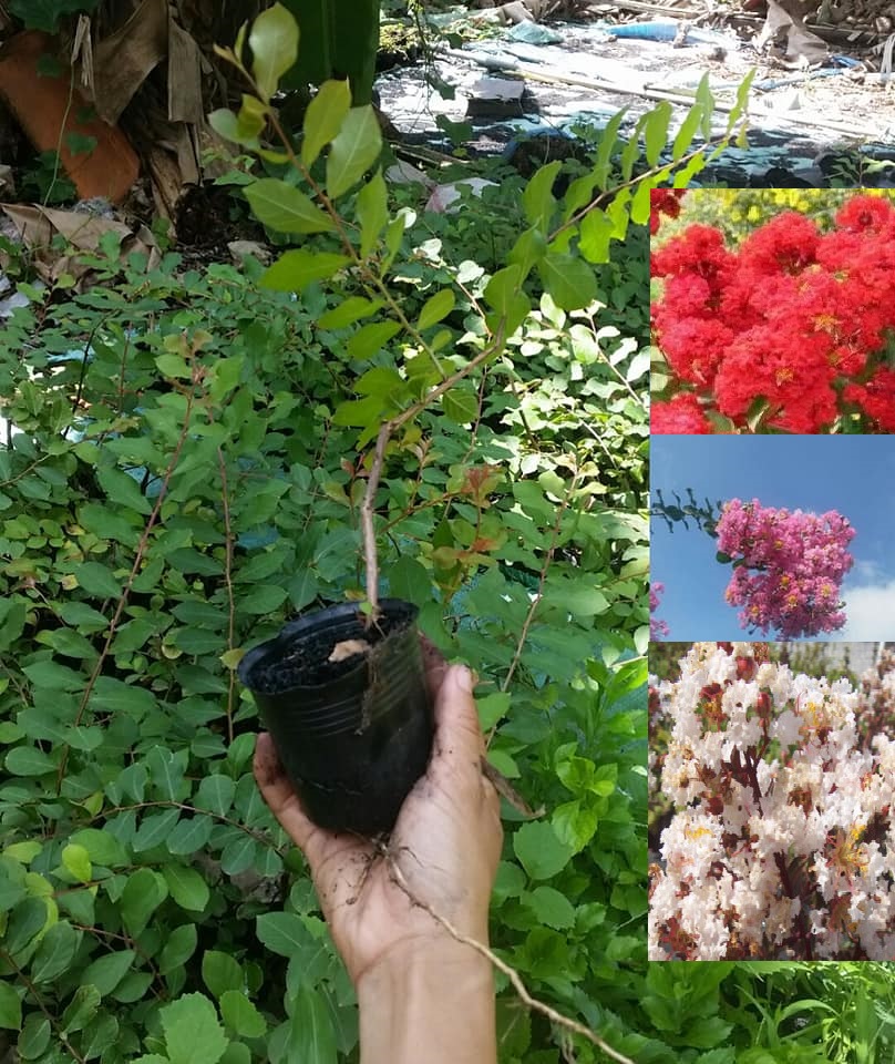 COMBO 3 cây giống HOA TƯỜNG VI -HOA SIÊU ĐẸP- gửi đi nguyên bầu