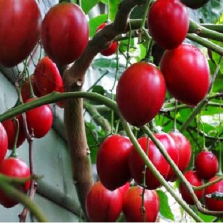Sale Hạt giống cà chua thân gỗ  giá rẻ