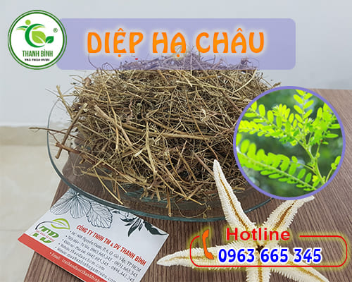 Diệp Hạ Châu Khô 1KG Loại 1 - Đông Y Thanh Bình