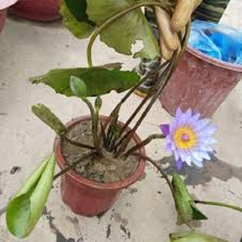 Chậu hoa súng gửi đi nguyên chậu