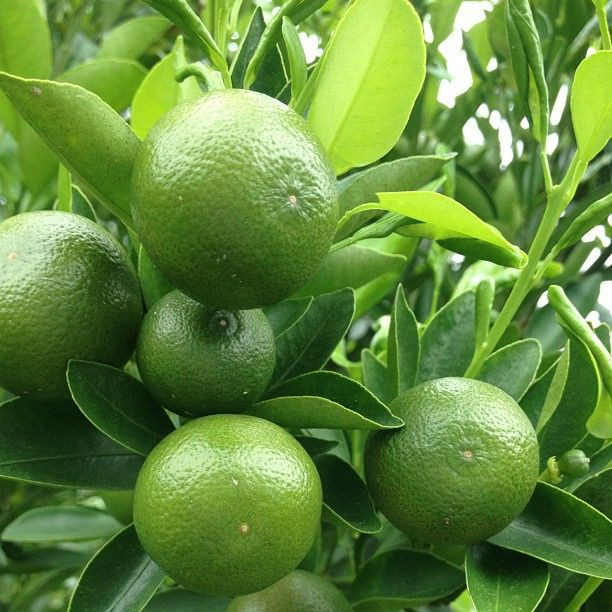 Ong Cha Va Lime Leaf 4g