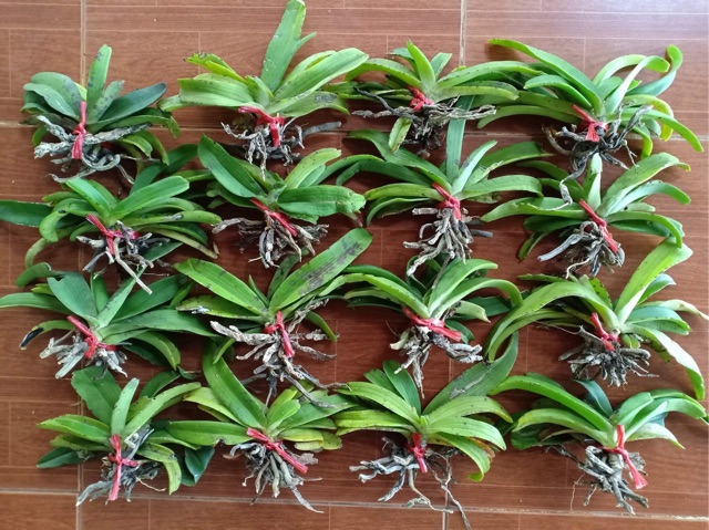Ngọc điểm nghinh xuân rừng