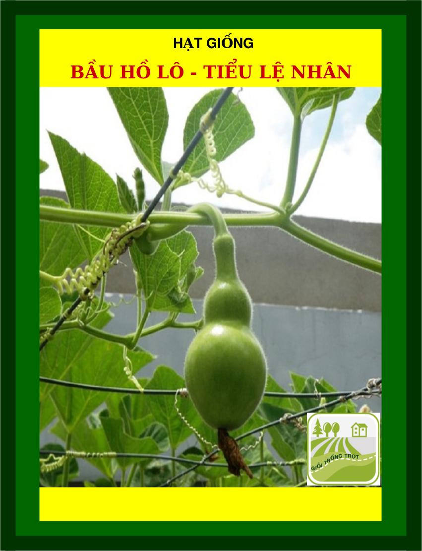 10h - hạt giống bầu hồ lô - tiểu lệ nhân