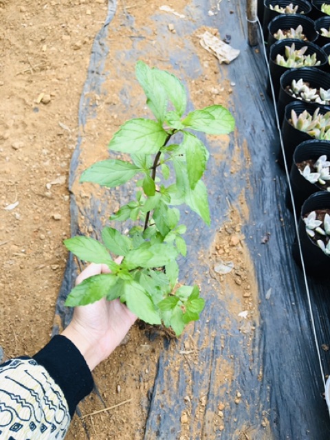 Bạc hà cay PEPPERMINT chậu lớn