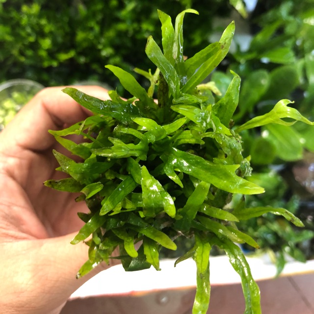 Cây Dương Xỉ thủy sinh đẹp và dễ trồng