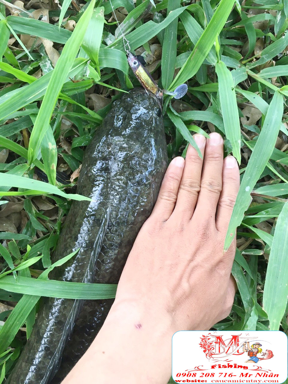 Mồi Mềm Lure Cá Lóc Chẽm Bộ 10 Con