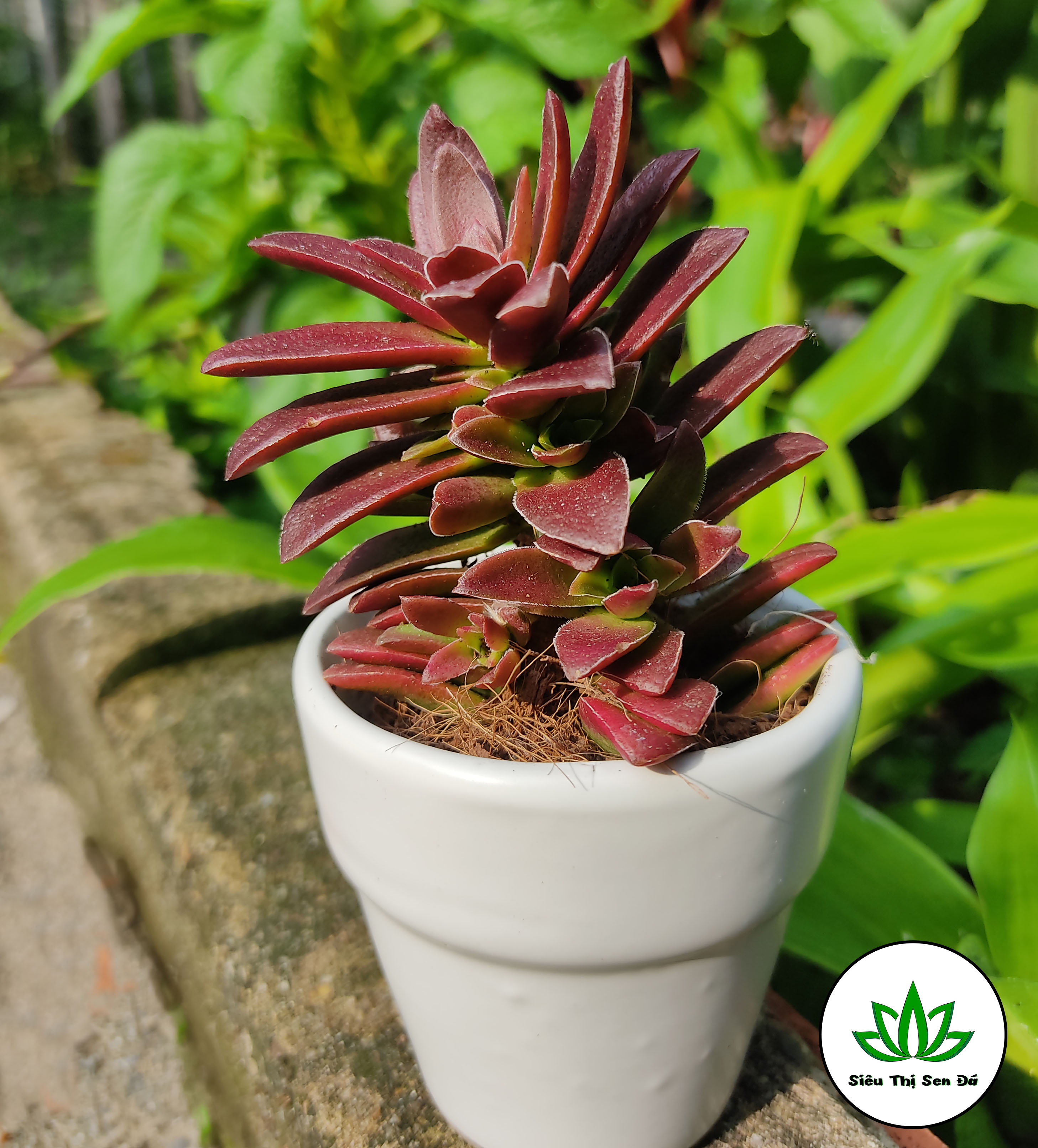 Sen Đá Tứ Phương Tím Đà Lạt Đường Kính 5-7cm