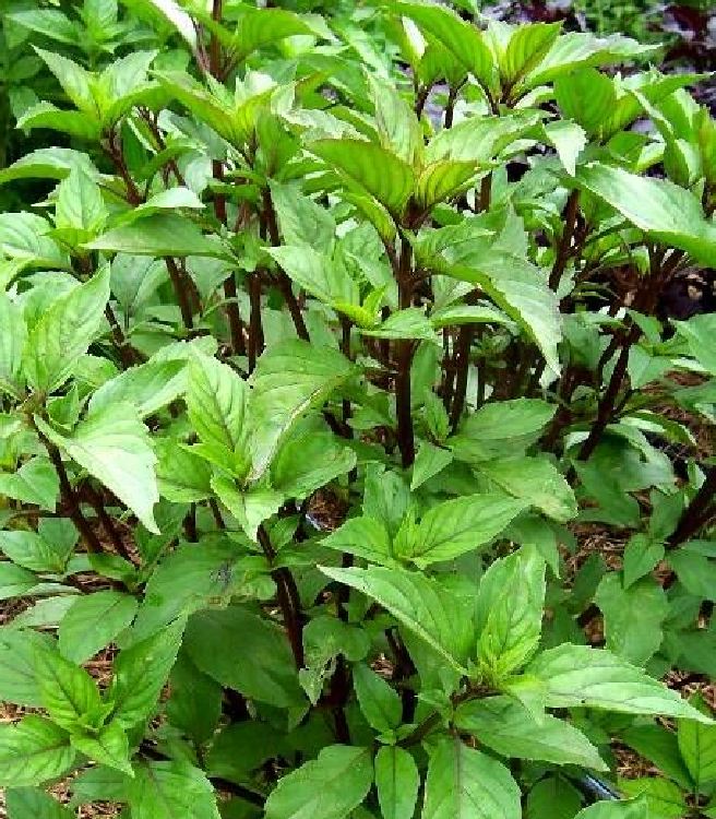 Hạt Giống Rau Húng Quế - Gói 2gram - VTNN2