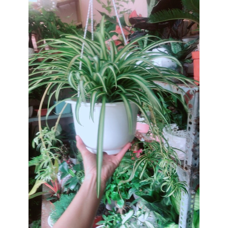 [HCM]Chậu Cây Dây Nhện