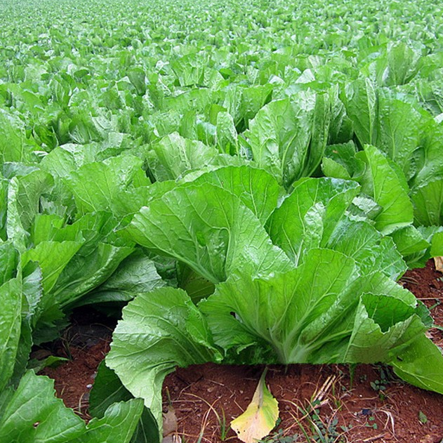 [HCM]10g Hạt Giống Cải Bẹ Dưa Cao Sản Giòn Ngọt