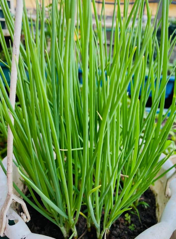 Hành lá -Củ hành giống ba chài Lâm Đồng (giá rẻ)