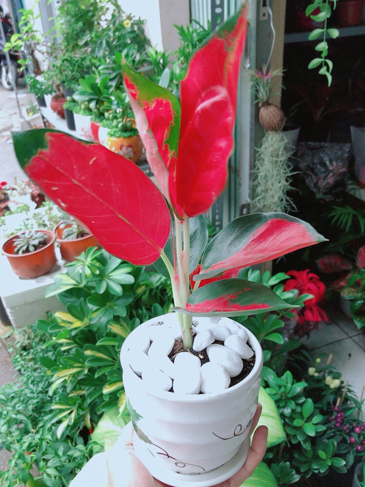 [HCM]Chậu Cây Phú Quý Đỏ