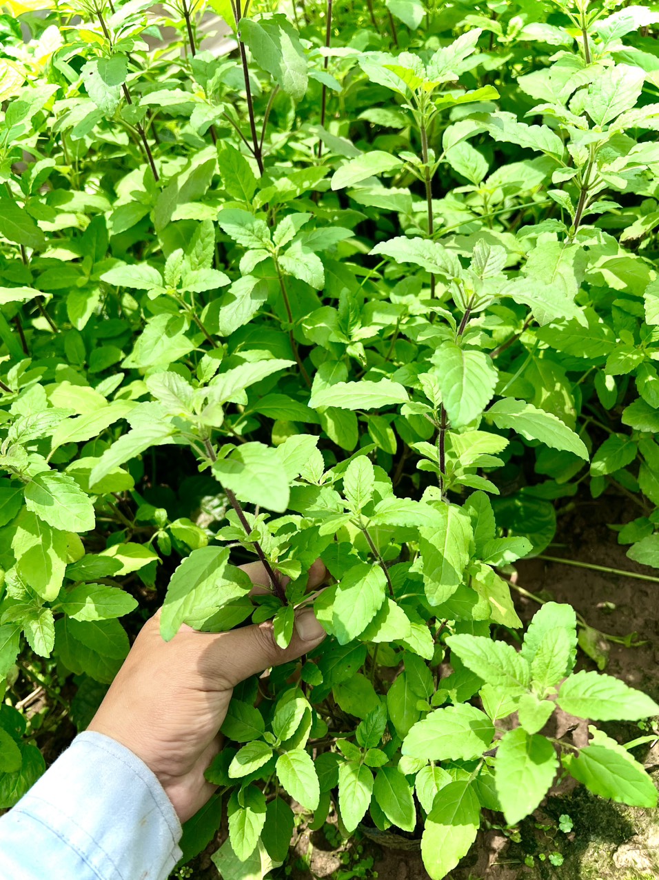 Cây thảo dược Hương nhu tím ( ảnh thật)