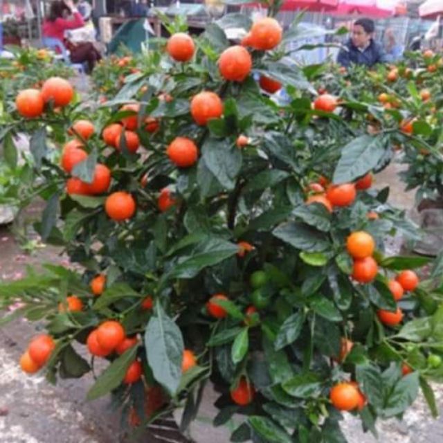 Cây quất nhật - siêu phẩm chơi tết