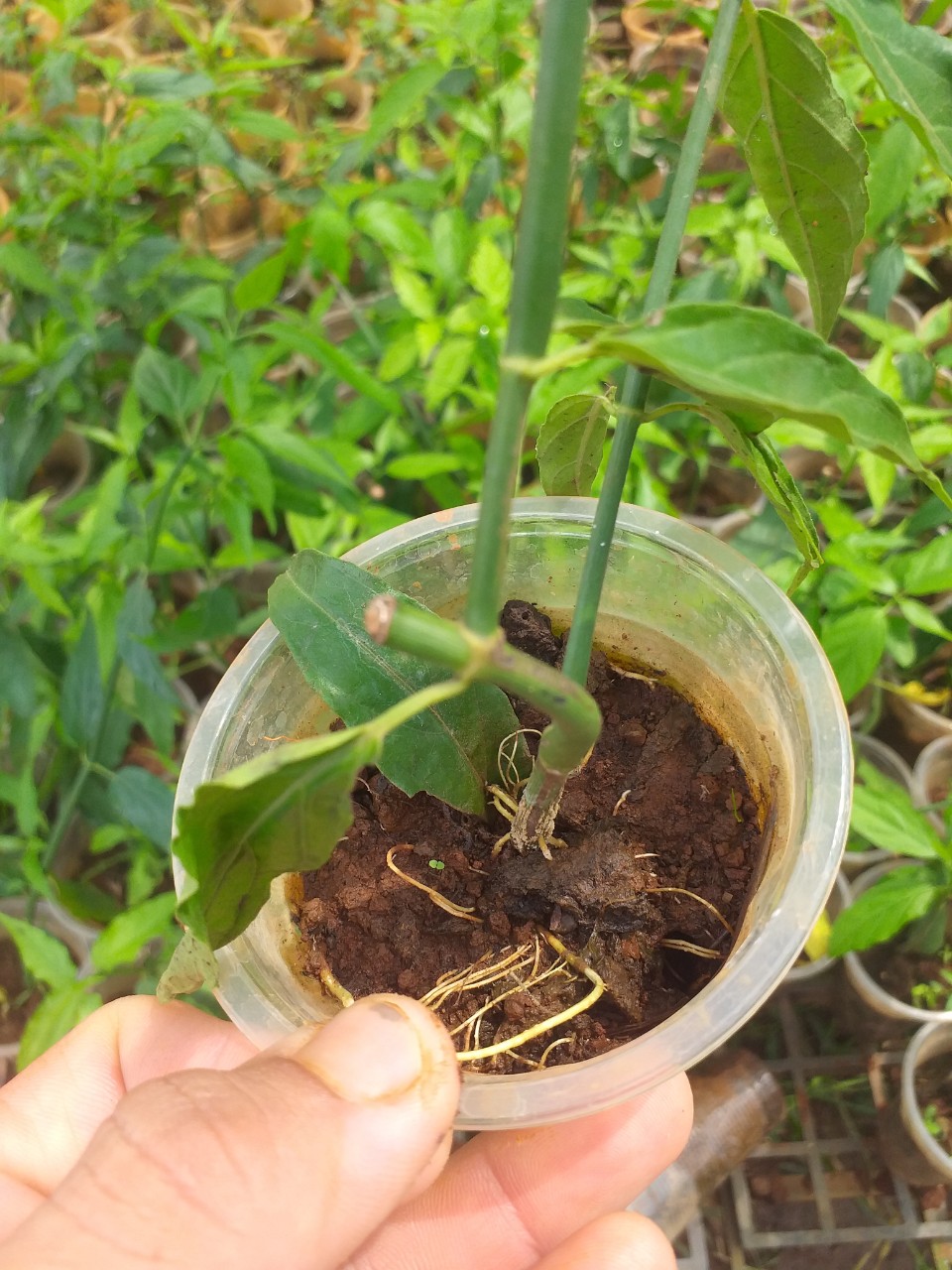 Cây xương khỉ