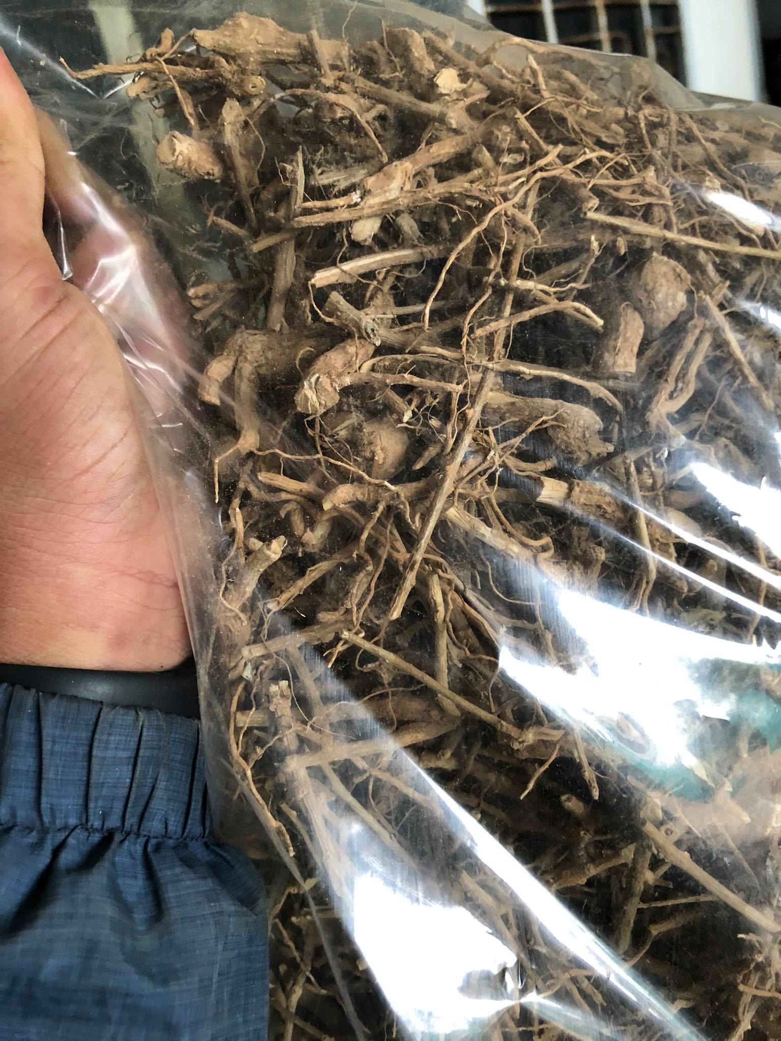 RỄ CÀ GAI LEO