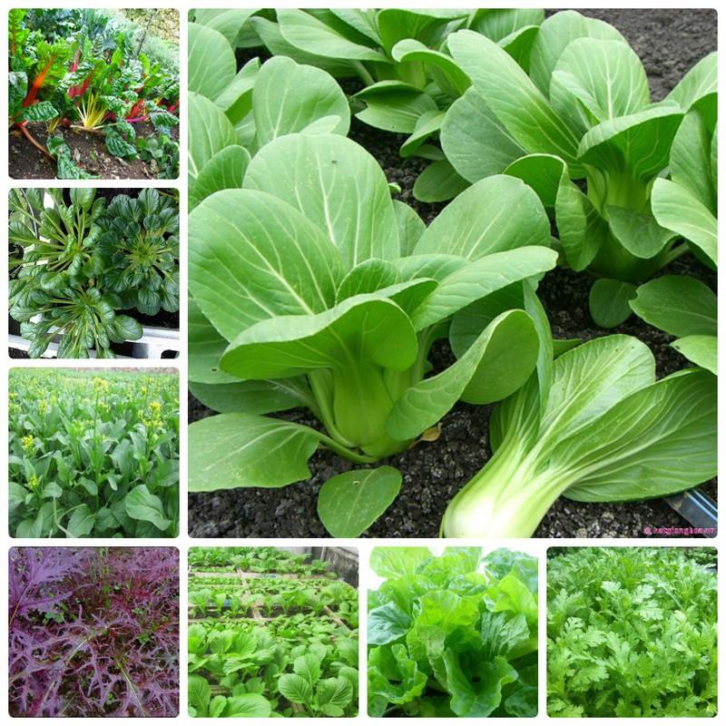 COMBO 12 loại hạt giống rau dễ trồng nhanh thu hoạch