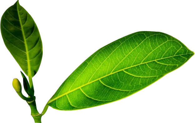 [HCM] SIÊU CHẶN ĐỌT CAO CẤP